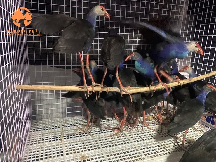 Nhiều người tìm mua chim trích cồ về nhà để giữ nhà, làm cảnh và mang nhiều giá trị phong thủy